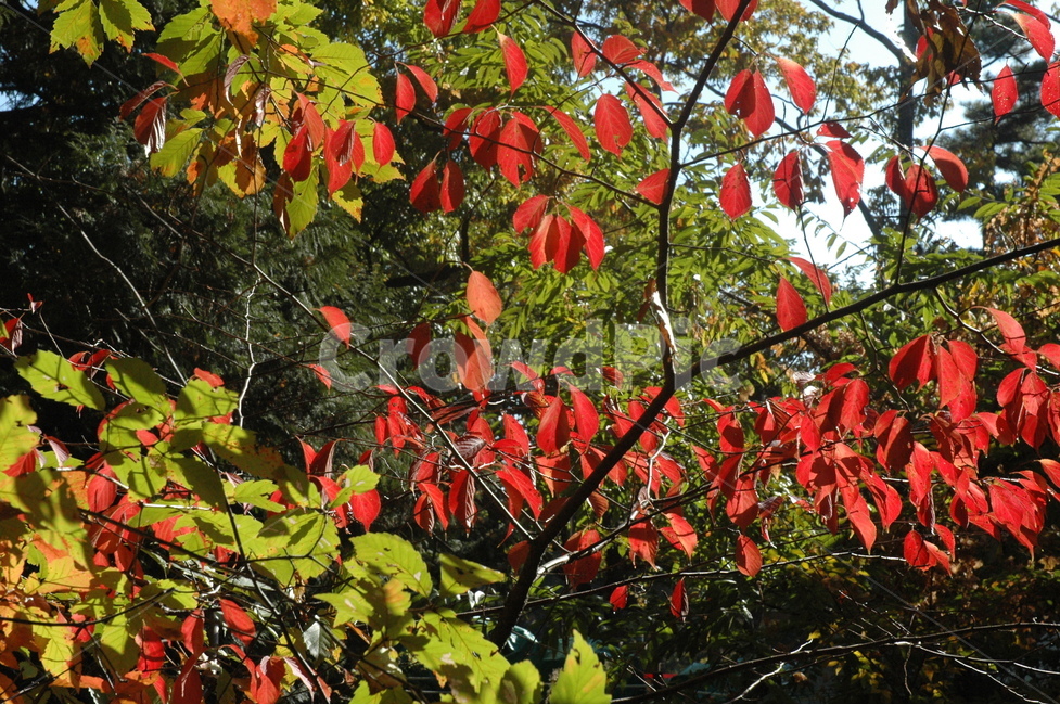 자연,단풍,가을,힐링,나무,가을,계절,fall,autumn,season,식물,자연,plants,nature,나무,trees,wood,leaf,잎,plant,tree