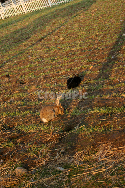 동물,토끼,포유류,animal,rabblit,동물,animal,포유류,mammal