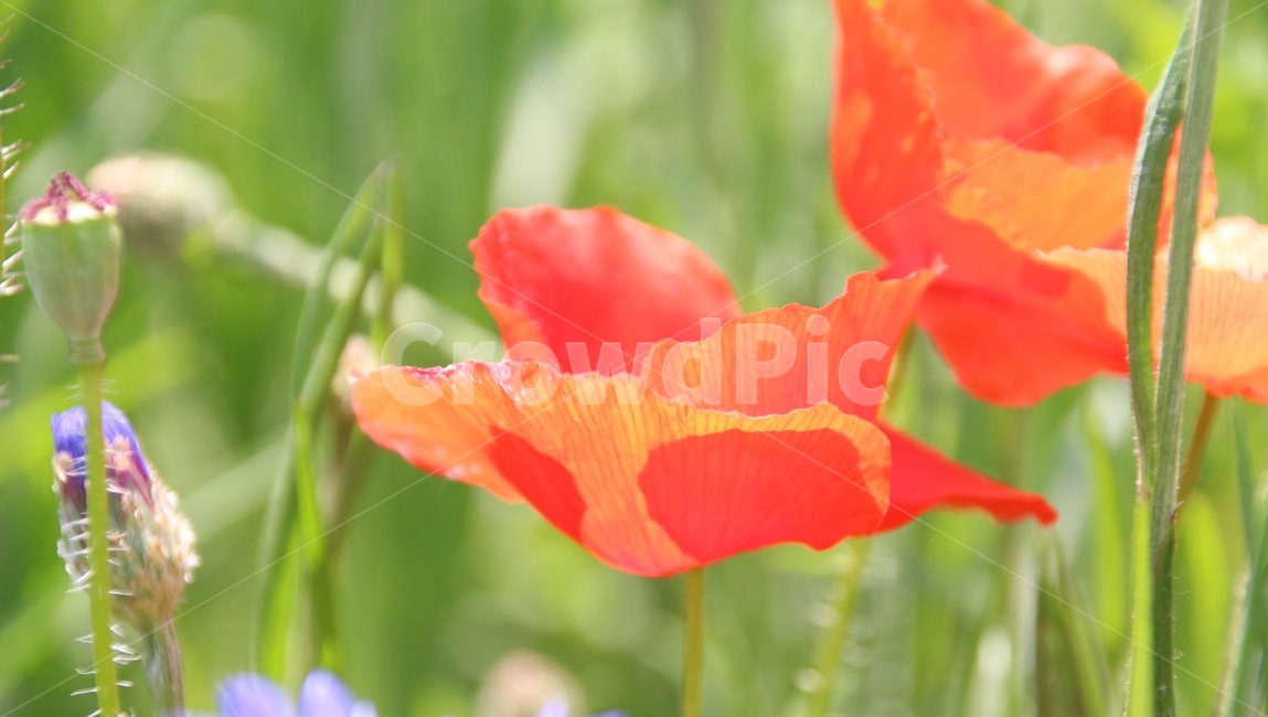 꽃,식물,양귀비,생태공원,화초,식물,자연,plants,nature,꽃,flower