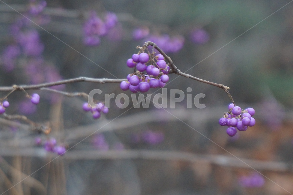 좀작살나무,좀작살나무열매,보라색열매,예쁜열매,나무열매,식물,자연,plants,nature,과일,열매,fruit