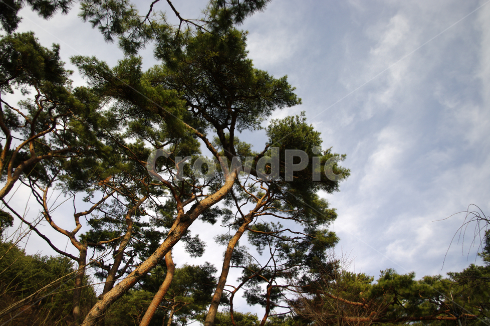 나무,소나무,하늘,적송,식물,식물,자연,plants,nature,나무,trees,wood