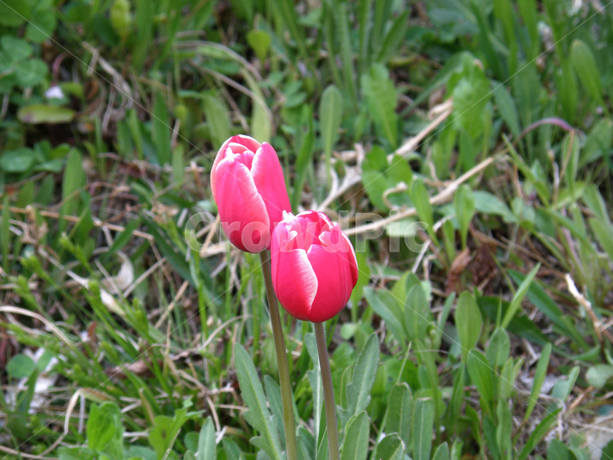 꽃,식물,플라워,붉은꽃,튤립,식물,자연,plants,nature,꽃,flower