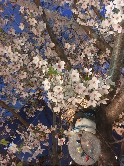벚꽃,꽃,식물,cherryblossom,봄꽃,flower