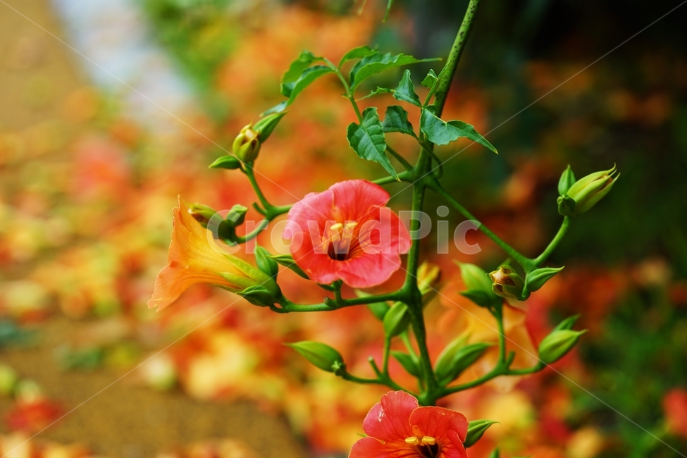 능소화,꽃,여름꽃,주황색꽃,식물,식물,자연,plants,nature,꽃,flower