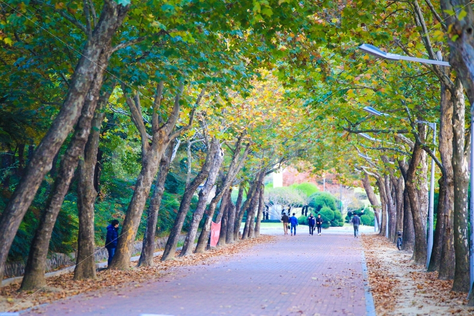 경북대학교,백양로,가을,가을거리,단풍,가을감성,감성,여름같은가을,수채화,가을,계절,fall,autumn,season,garden,정원,outdoors,옥외