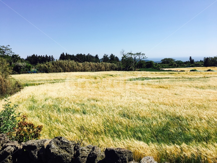제주도,보리,바람,가을,제주풍경,가을,계절,fall,autumn,season,자연,풍경,nature,landscape,제주도,jeju,jeju island,field,들,grassland,목초지,outdoors,옥외
