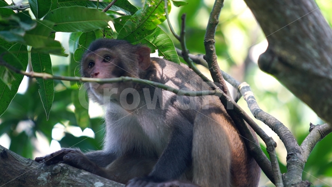 원숭이,자연,동물,나무,숲,표정,바라보기,시선,monkey,animal,영장류,natural,nature,관람,관광지,구경거리,원숭이섬,동물원,더위피하기,그늘,휴식,더위,나뭇잎,동물,animal,포유류,mammal