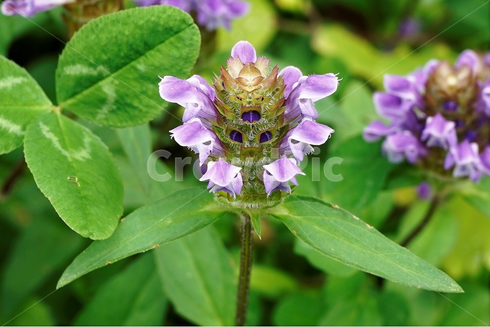 꿀풀,식물,자연,nature,plant,prunellavulgaris,selfhealherb