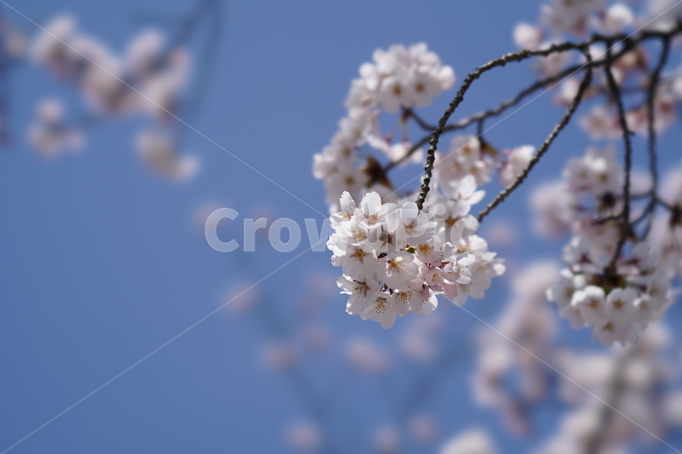 꽃,봄,계절,식물,plent,flower,자연,벚꽃,하얀색