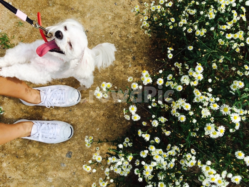 강아지,말티즈,반려견,애완견,개,애완동물,반려동물,산책,강아지산책,동물,animal,포유류,mammal,개,강아지,dog,doggy
