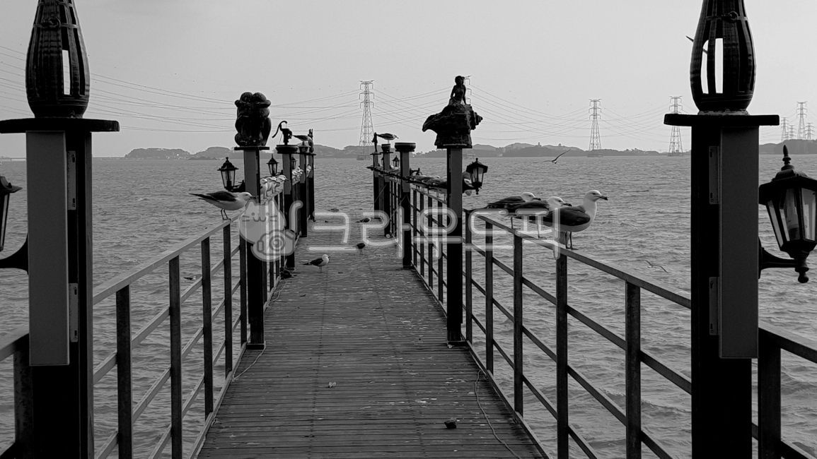 sea,wooden bridge,oido,pier,railing,bird,ansan,animals,quiet,black and white,island,walkway,water,seagull,seaside,port,beach,waterfront,animal,west coast,bridge