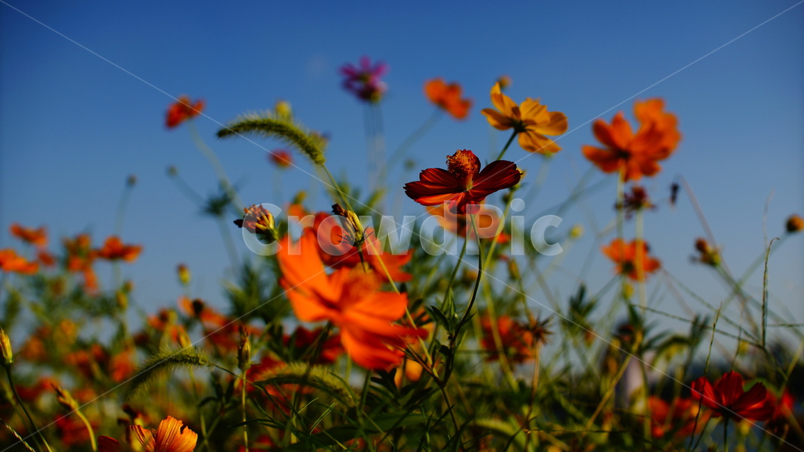 plant,식물,코스모스,cosmos,flower