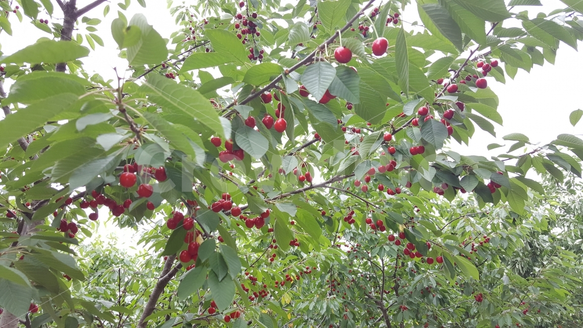 체리,블랙체리,골드체리,골든체리,체리농장,과일,경주,음식,식재료,요리,food,cook,meal,dishes,food reserves,과일,열매,fruit