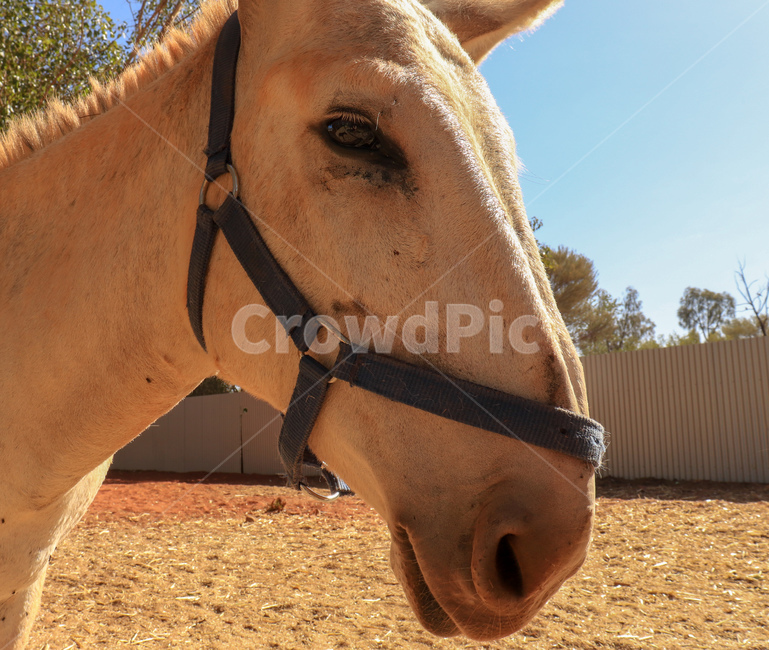 말,horse,백마,whitehorse,동물,animal,동물,animal,포유류,mammal