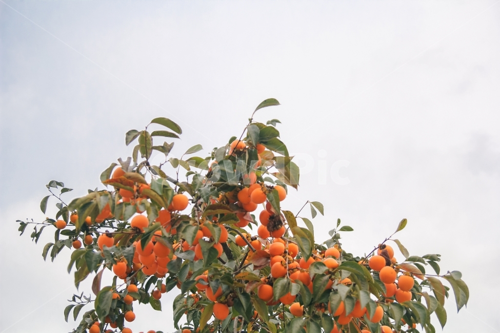 창덕궁,korea,감나무,풍경,가을,seoul,자연식물,자연,감성사진,감,가을,계절,fall,autumn,season,식물,자연,plants,nature,음식,식재료,요리,food,cook,meal,dishes,food reserves,과일,열매,fruit,plant,persimmon