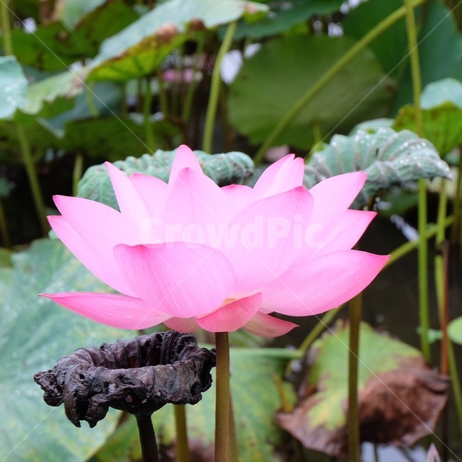 연꽃,연,부처님,부처님오신날,꽃,여름,봄,연못,호수,식물,수생식물