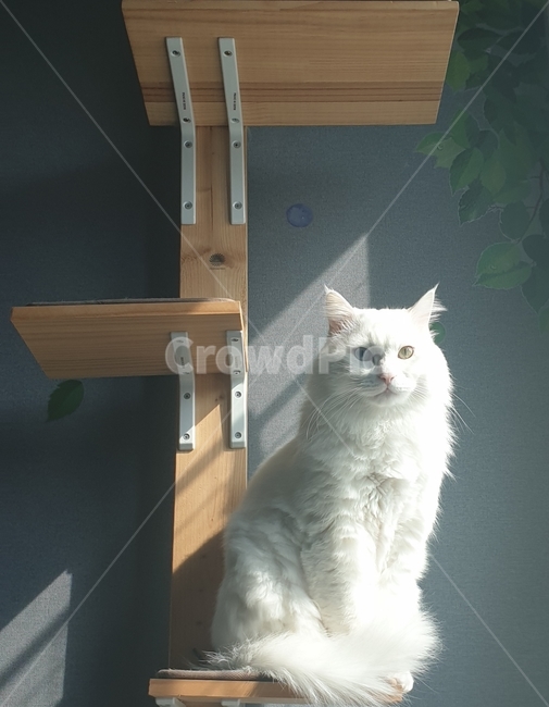 wood,나무,plywood,합판,cat,고양이,animal,동물