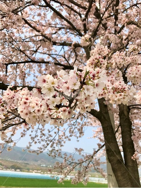 벚꽃,꽃,봄,분홍꽃,블러썸,꽃잎,낭만,감성,봄,계절,spring,season,식물,자연,plants,nature,꽃,flower,plant,blossom,cherry blossom