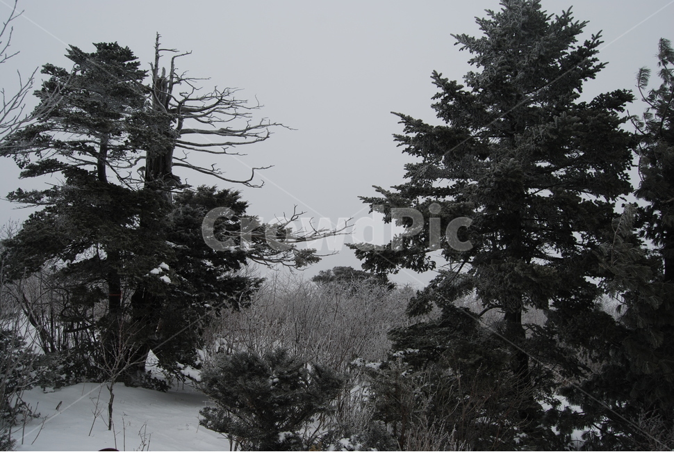 태백산,100대명산,백두대간,국립공원,자연의위대함,등산로,능선,아름다움,신비스런산,돌,산행,힐링,자연,감성,등산,계절,여행,한국,한국명산,한국등산,풍경,눈,나무,하늘,바람,바람소리,환경,생태계,산,땅,겨울,계절,winter,season,식물,자연,plants,nature,나무,trees,wood