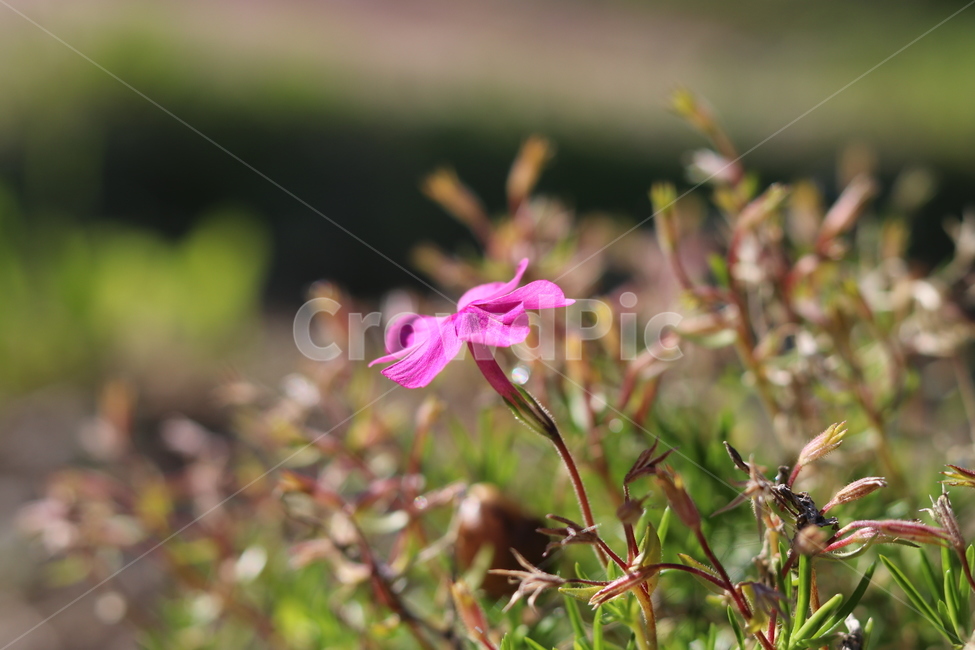 근접촬영,아침,식물,햇살,야외,핑크,꽃,자연,식물,자연,plants,nature,꽃,flower