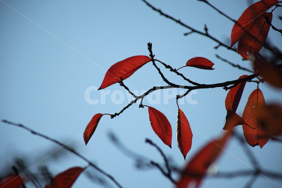 잎,단풍,벚나무잎,redleaves,leaf,가을,계절,fall,autumn,season,식물,자연,plants,nature,plant,veins,정맥,bird,새,animal,동물