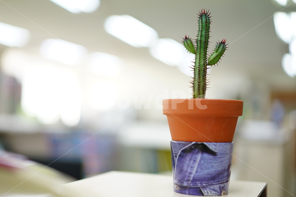 선인장,화분,화초,취미,식물,생명,가시,식물,자연,plants,nature,실내용화초,화분,화초,house plant
