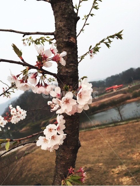봄,꽃,나무,꽃나무,벚꽃,복숭아꽃,pink,핑크,분홍,나뭇가지,나뭇잎,시골,흐린하늘,흙,봄,계절,spring,season,식물,자연,plants,nature,꽃,flower,plant