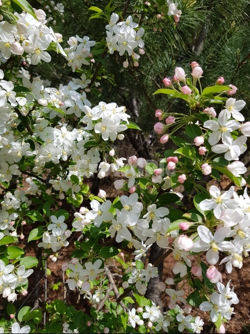 벚꽃,식물,blossom,꽃,plant