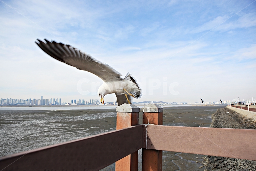 갈매기,조류,새,배경,자연,풍경,하늘,풍광,동물,animal,조류,새,birds