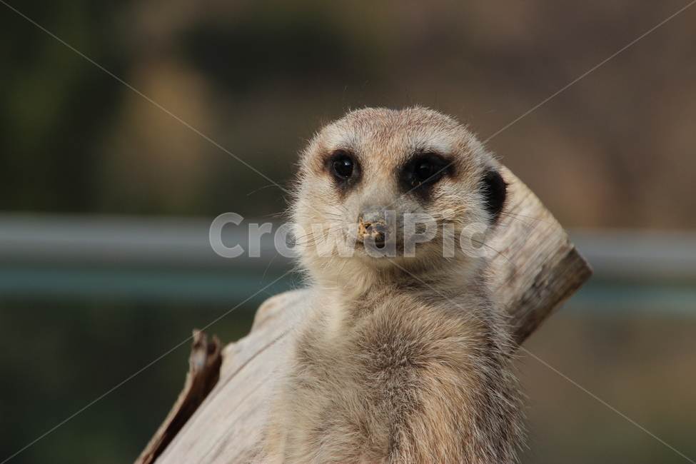 미어캣,동물,animal,설치류,동물원,동물,animal,포유류,mammal