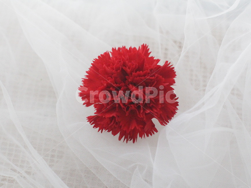 카네이션,어버이날,빨간꽃,꽃,carnation,red,flower