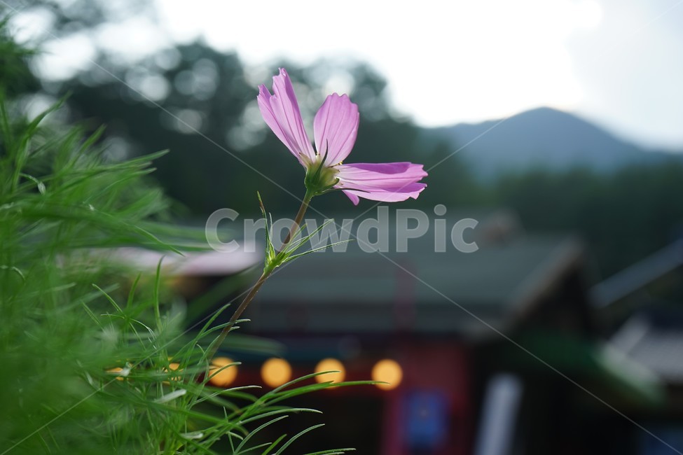 가을,코스모스,계절,분홍,식물,flower,꽃,plant,가을감성,계절사진,가을꽃,분홍꽃,보케,빛망울,감성,가을풍경,배경,월페이퍼,배경사진,식물,자연,plants,nature,꽃,flower