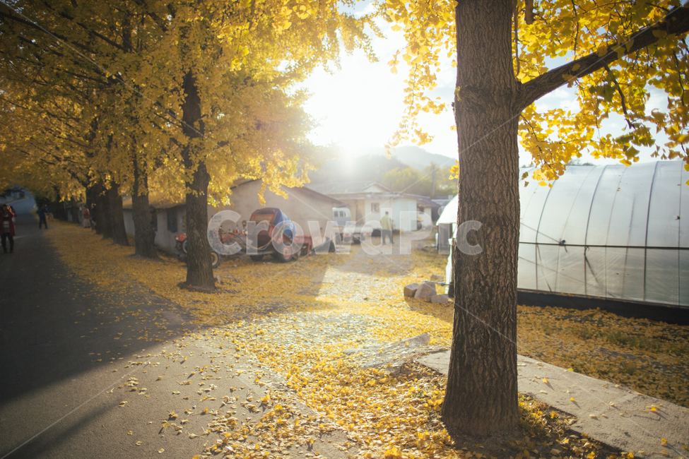 풍경,거창,의동마을,은행나무,노란색,감성사진,가을,자연,가을,계절,fall,autumn,season,시골,마을,풍경,landscape,country,rural,town,tree,나무,plant,식물,ground,바닥,tree trunk,나무 줄기