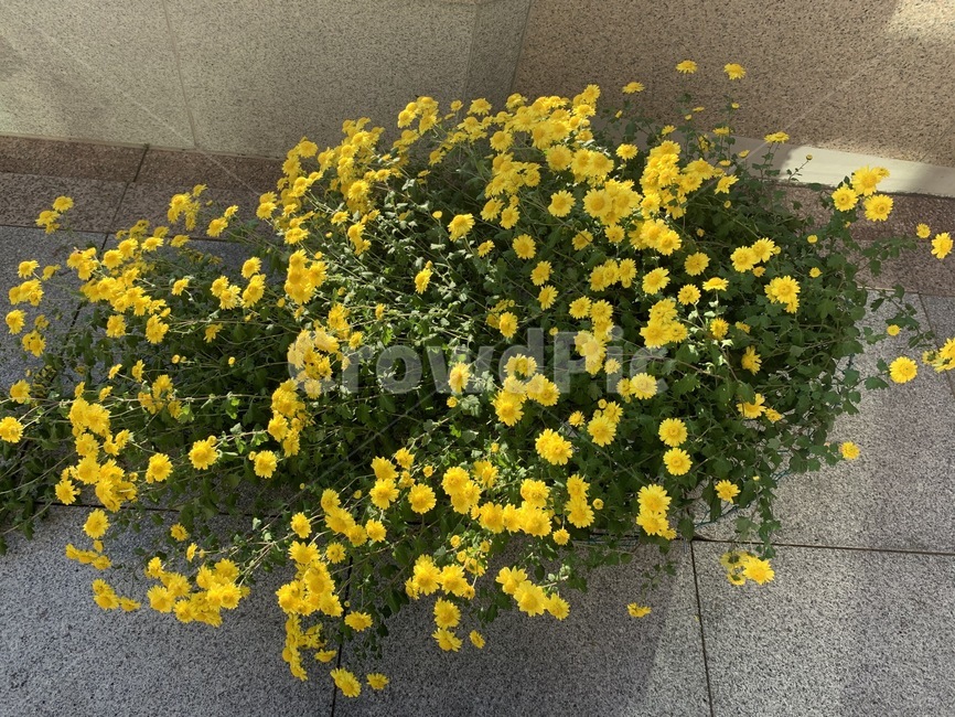 노랑,노란,노란색,노랑색,꽃,flower,blossom,식물,plant,식물,자연,plants,nature