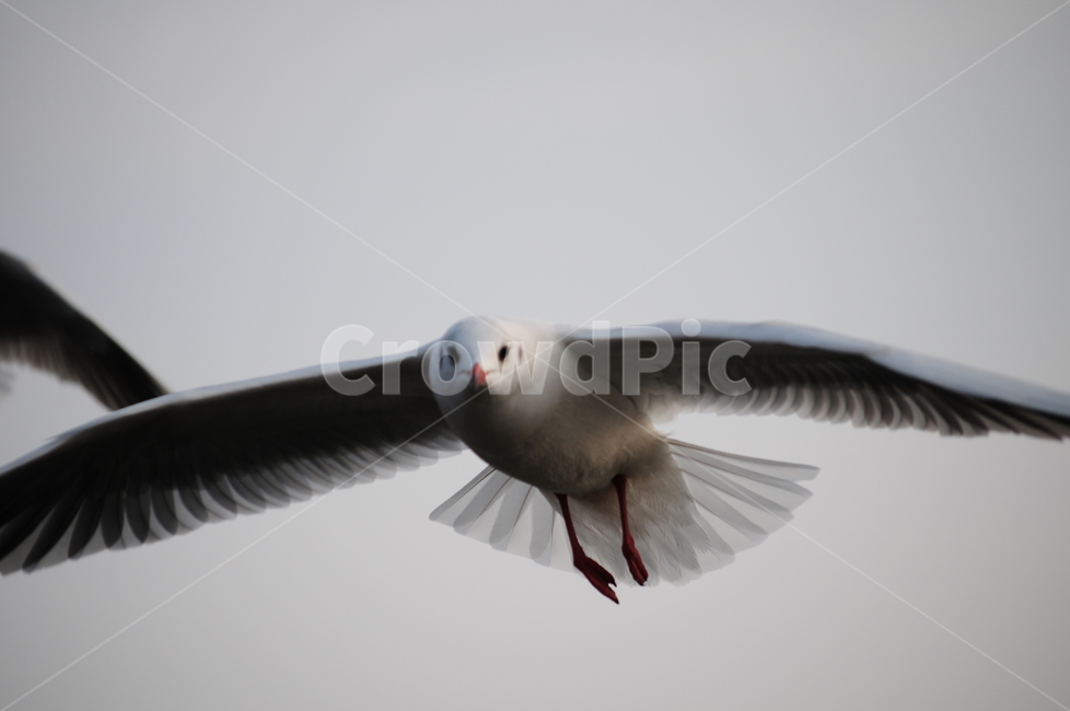 갈매기,바다,하늘,새,동물,조류,날개,동물,animal,조류,새,birds