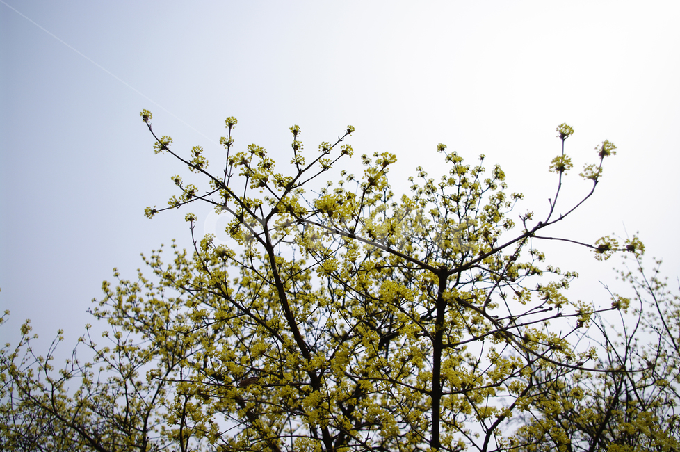 산수유,자연,nature,꽃,flower,나무,식물,plant,봄,spring,계절,봄,계절,spring,season,자연,풍경,nature,landscape