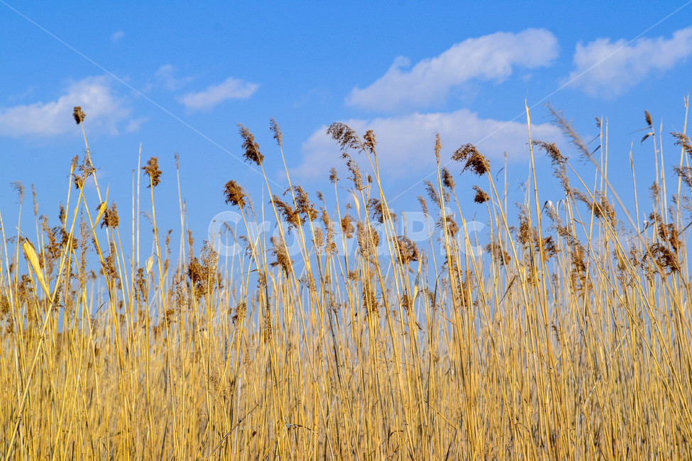 갈대밭,갈대,푸른하늘,겨울,가을,가을,계절,fall,autumn,season,자연,풍경,nature,landscape,grass,잔디,plant,식물,lawn