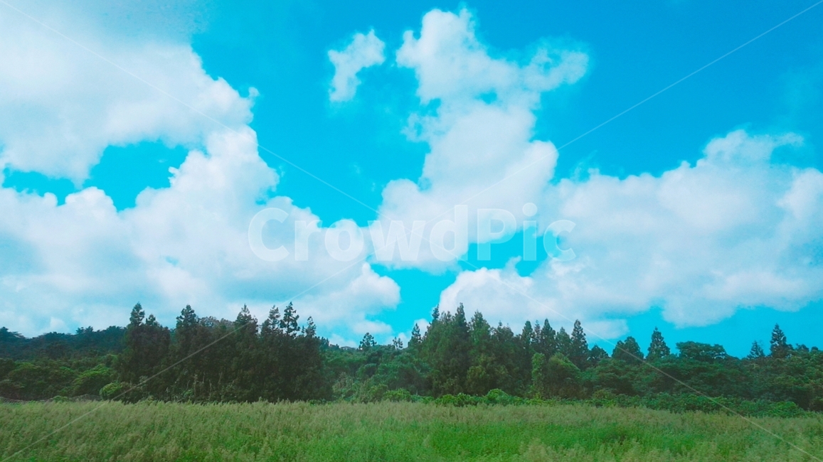 초원,나무,풀숲,구름,여름