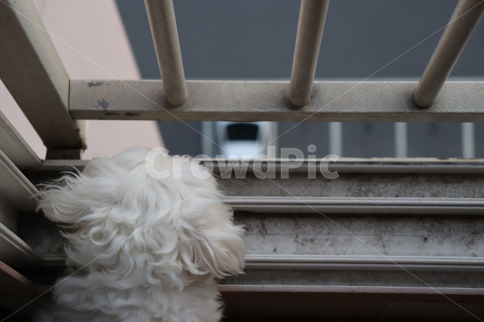 강아지,개,말티즈,흐린날,감성,창문,베란다,puppy,dog,window,rain,동물,반려동물,동물,animal,포유류,mammal,개,강아지,dog,doggy