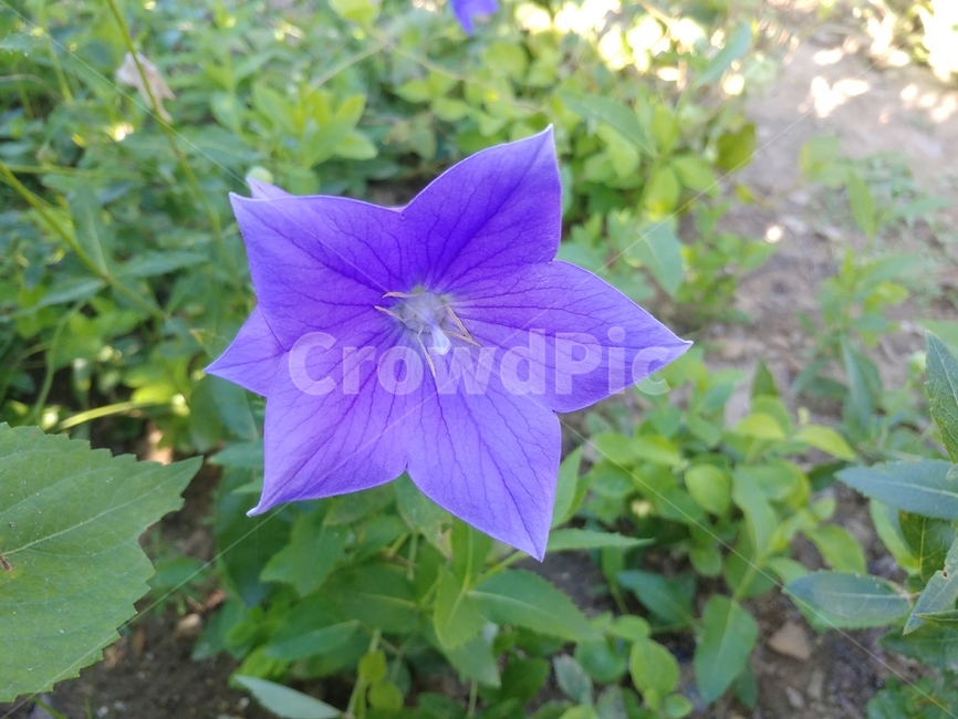 도라지꽃,보라색,도라지,자연,식물,꽃,flower,purple,식물,자연,plants,nature,꽃,flower