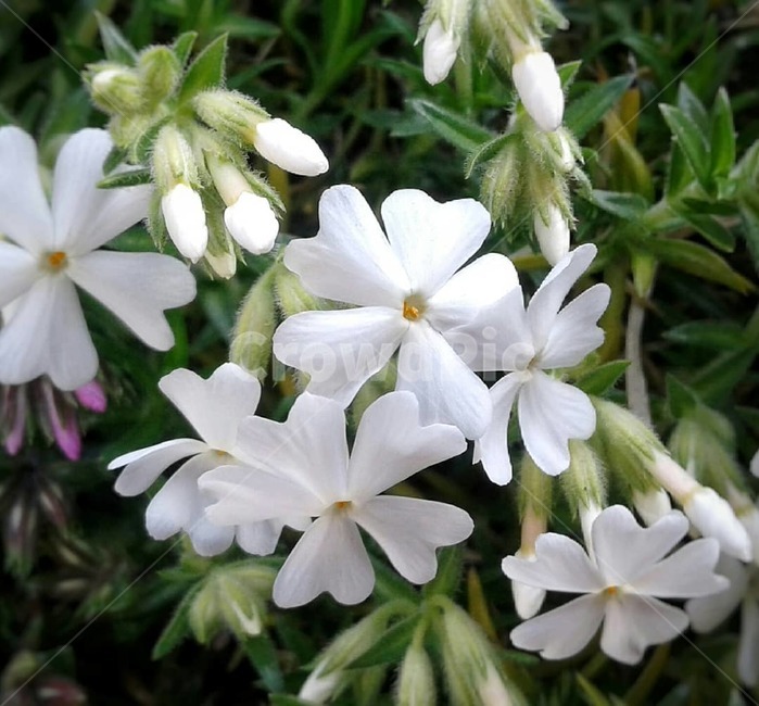 flower,blossom,nature,spring,plant,white,자연,꽃,봄,식물,흰색