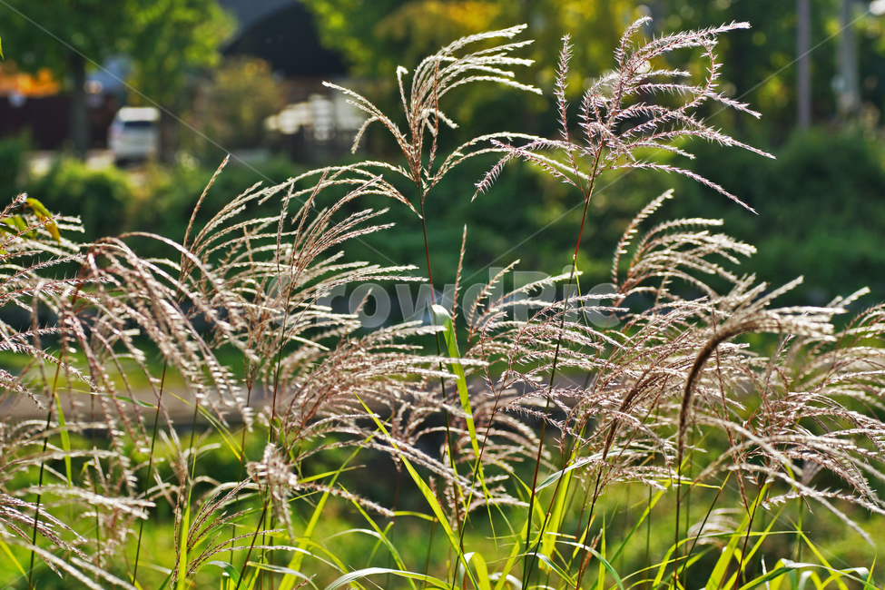 갈대,억새,가을,계절,식물,자연,풍경,식물,자연,plants,nature