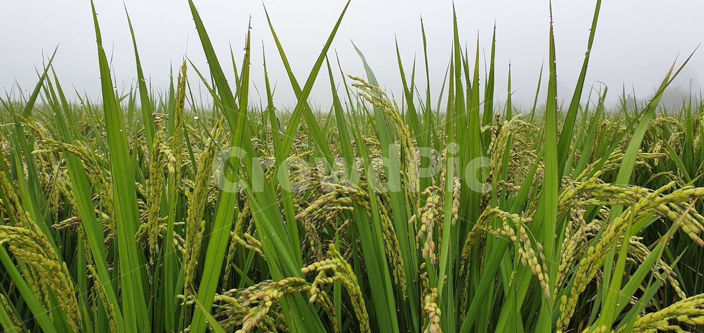 plant,식물,produce,식품,food,벼,이삭,곡물,grain