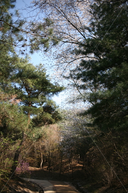 나무,tree,plant,식물,cherryblossom,벚꽃,꽃,풍경,정릉