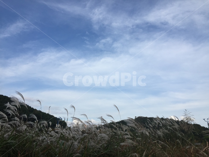 자연,하늘,억새,nature,silvergrass,가을,계절,fall,autumn,season,grass,잔디,plant,식물,lawn,reed,갈대
