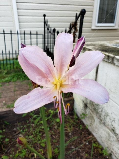 백합,꽃,lilly,flower,식물