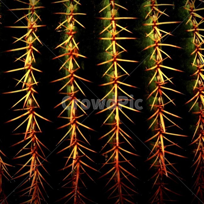 선인장,패턴,식물,감성,배경,식물,자연,plants,nature,텍스처,질감,패턴,texture,pattern