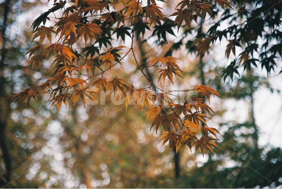 가을,쓸쓸함,가을정취,낙엽,단풍,늦가을,plant,leaf,가을,계절,fall,autumn,season,잎,식물,tree,나무