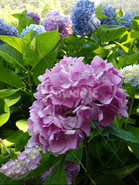 수국,자양화,간판수국,아탑수구,나무,꽃,마른꽃,식물