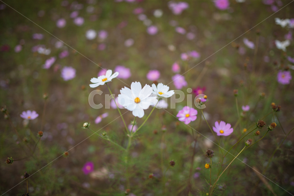 구절초,들꽃,꽃,가을,풍경,식물,botanical,flowers,식물,자연,plants,nature,꽃,flower